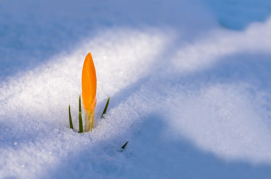 flower growing in snow image
